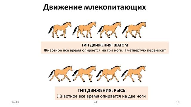 24. Млекопитающие (7 класс) - биология, подготовка к ЕГЭ и ОГЭ 2022 смотреть онлайн