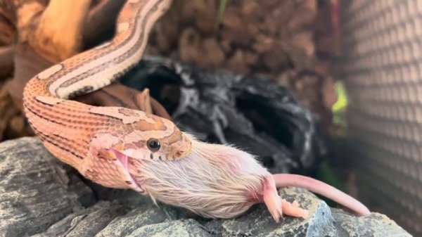 Кормление Маисового полоза.