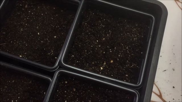 Выращивание баклажан из семян - 100% всходы, расскажу про две хитрости. смотреть онлайн