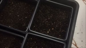 Выращивание баклажан из семян - 100% всходы, расскажу про две хитрости.