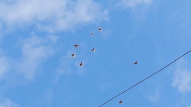 00034 г. Мариуполь Украина.Николаевские голуби Павловского Эдуарда. смотреть онлайн