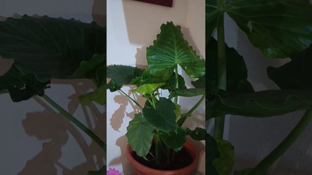 Alocasia California 🌱