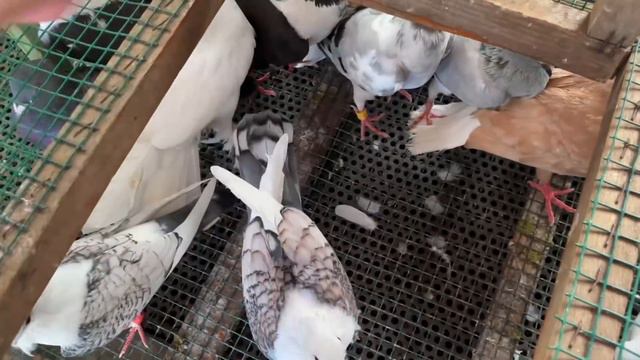 Pazara Her Zaman Böylesi Güzel Güvercin Düşmüyor смотреть онлайн