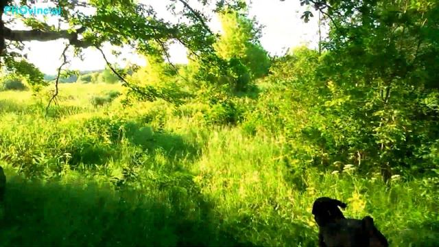 На ЯВЕ с РОТВЕЙЛЕРОМ смотреть онлайн