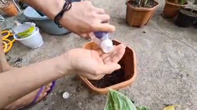 REPOTTING AGLAONEMA "Emerald Bay" YANG MULAI MENGUNING смотреть онлайн
