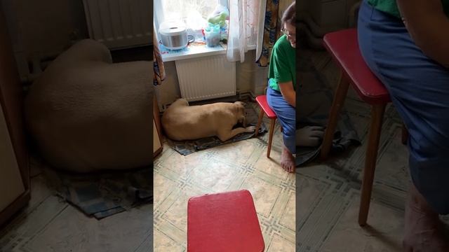 Свиной пятачёк - деликатес для собачёк смотреть онлайн