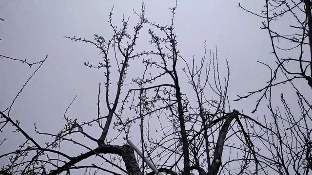 9 мая 2022. Обзор весеннего сада. Итоги зимы, груши, абрикосы. смотреть онлайн