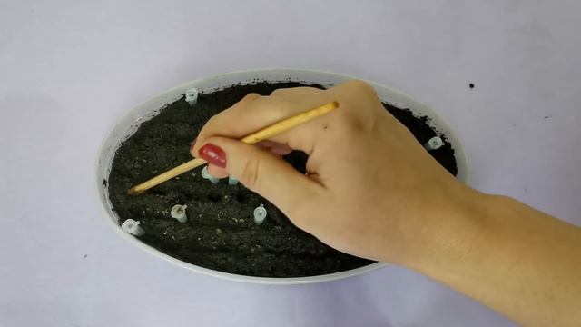 Эустома!!!! ШОК! Только посеяла и уже ТАКОЙ РЕЗУЛЬТАТ! Итоги с 1 - 10 день. ПЕЛАРГОНИЯ. смотреть онлайн