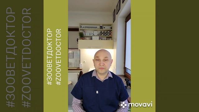 Болезнь кошачьих царапин #Zoovetdoсtor #УшаковДмитрий смотреть онлайн
