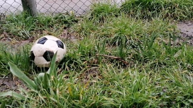 Дождливый весенний день. Коточилл🐈 пение птиц 🕊️ смотреть онлайн