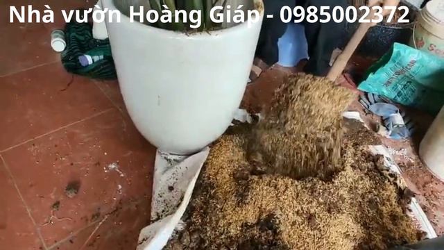 Cây Kim Tiền Cách Trồng Cây Kim Tiên Cách Chăm Sóc Cây Kim Tiền Cây kim Tiền Họp Mệnh Gì смотреть онлайн