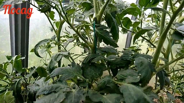 Пасынкование помидор в теплице. Как избежать ошибок. смотреть онлайн