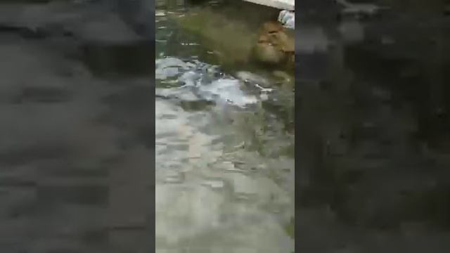 Мужской монастырь "Крестовая пустынь" смотреть онлайн