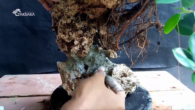 ARRANGE ROOTS OF ISHIZUKI FICUS GREEN ISLAND BONSAI BERINGIN DOLAR - TAKSAKA BONSAI смотреть онлайн