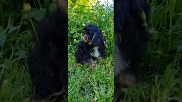 Кавапу, малыш Дисней ) смотреть онлайн