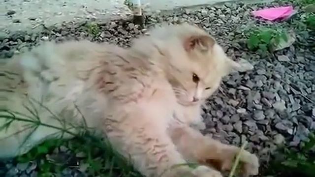 Едят ли коты одуванчики смотреть онлайн