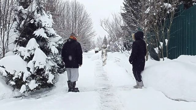 Грабли веерные Год Тигра 01 02 22 смотреть онлайн