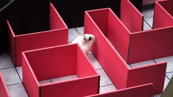 Squid Game vs Hamsterious: Rescue the Hamsters! ? in Hamsters stories ? Hamsterious