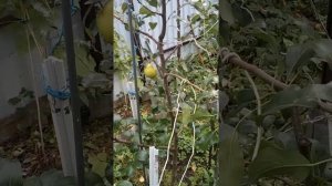 Груша Августовская роса.