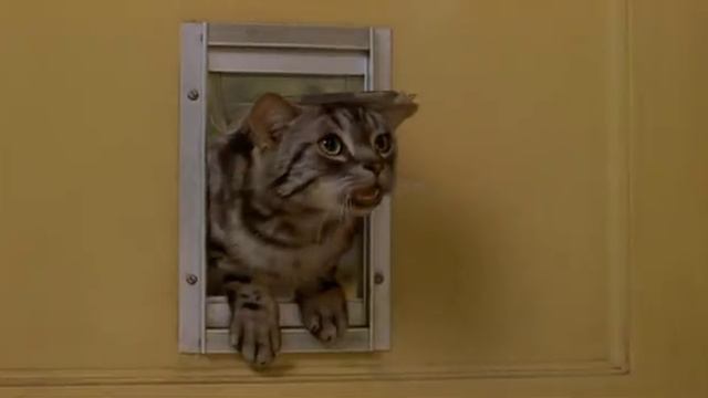 Stuart Little Funny Hindi смотреть онлайн