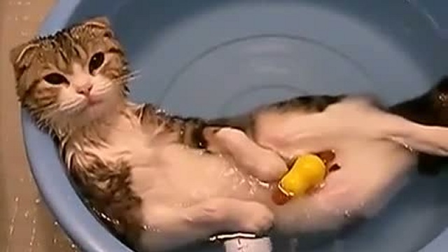 Кошка принимает ванну смотреть онлайн