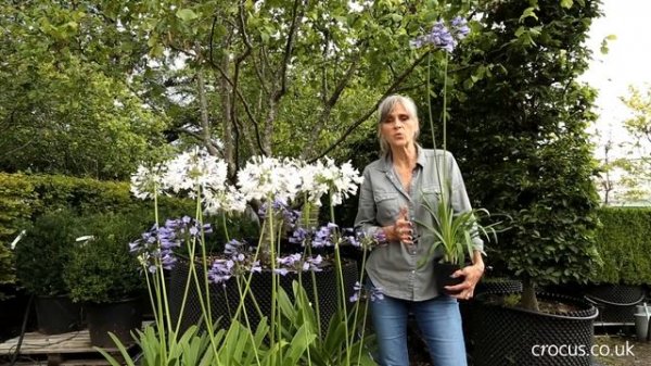Agapanthus: A growing guide