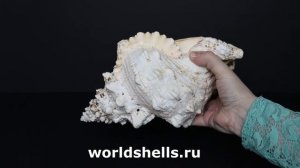 Морская ракушка Бурса Бубо (Bursa bubo)