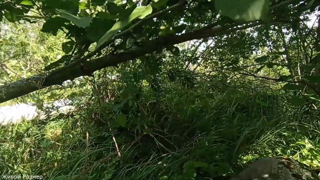 Рыбалка в деревне Янишево на большом и малом озере смотреть онлайн