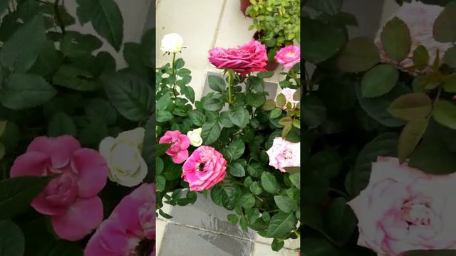 Mix color rose Unique rose from my garden