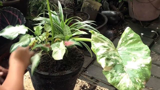 Indoor Plants Dish Garden| Very Simple and Easy Dish Garden Ideas part 3|Beautiful Dish Garden Idea смотреть онлайн