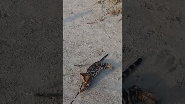 Бенгал Леонель на море