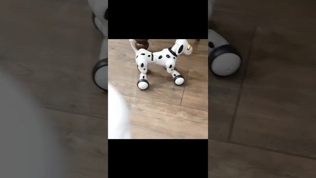 Обзор. Интерактивная Robot Собака Smart Pet Dog. смотреть онлайн