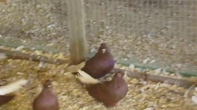 ГОЛУБИ В НОВОЙ ГОЛУБЯТНЕ