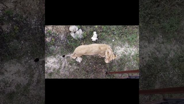 Львица Катюша прячется на оврагах.. 5е сентября. #тайган #крым #лев #животные смотреть онлайн