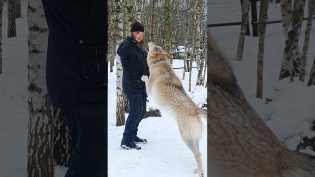 Нападение полярного волка на человека ? смотреть онлайн