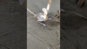 это не монстр, тушканчик обикновенный