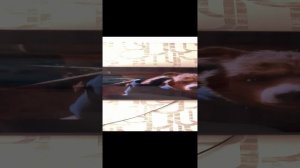 Говорящий медведь