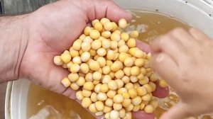 Горох и кукуруза для насадки и прикормки.