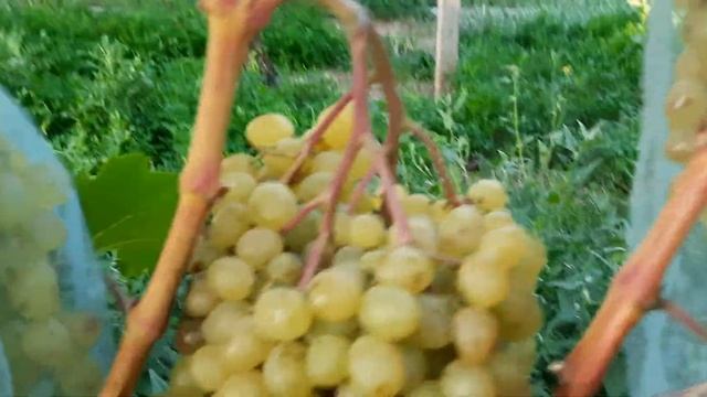 Сорт винограда Цимус смотреть онлайн