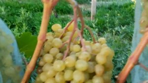 Сорт винограда Цимус