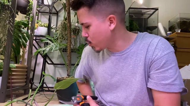 How To Propagate Your Jose Buono Philodendron! смотреть онлайн