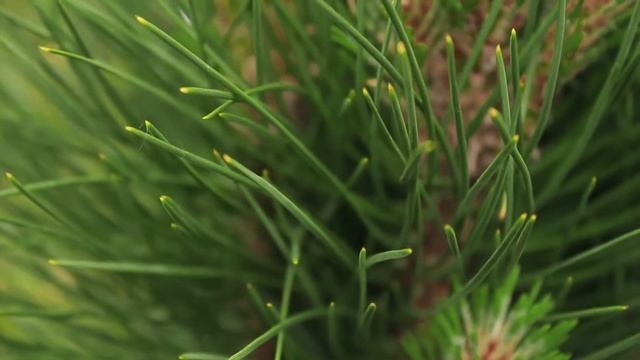 Випуск 36. Сосна чорна Green Tower смотреть онлайн