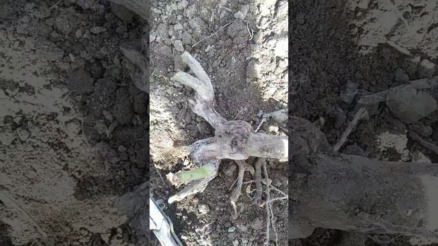 Як омолоди старі кущі троянд?! смотреть онлайн