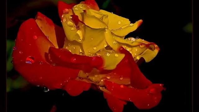 ФУТАЖ-ЖЕЛТАЯ РОЗА смотреть онлайн