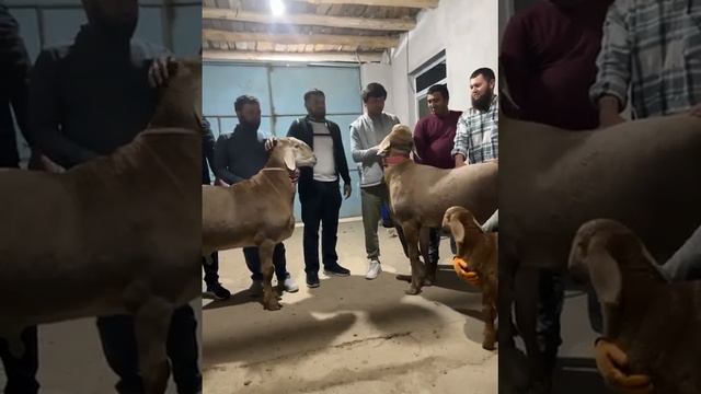 #arashan #sheep #short #баран #tashkent Сын СТАТНЫЙ Сын БУЛЬДОЗЕР 2 На Оценку +998908173334 Илхом смотреть онлайн
