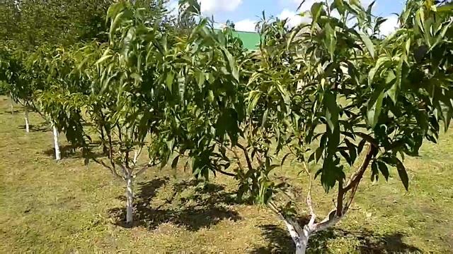 Как, БЕСПЛАТНО, посадить персиковый сад???? смотреть онлайн