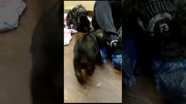 щенки шнауцера - миттельшнауцер #продажамиттельшнауцер #schnauzer #mediumschnauzer #щенкишнауцера