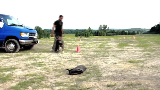 Kangal Vs Pitbull. Kangal Mı? Pitbull Mu?