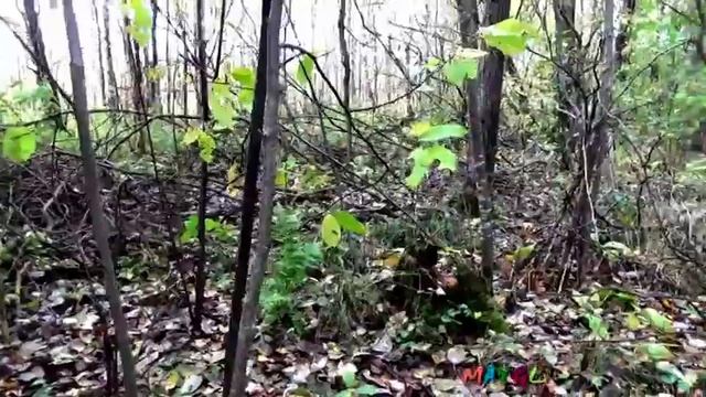 Грибы Чешуйчатки, или Королевские опята, или Китайские опята. смотреть онлайн