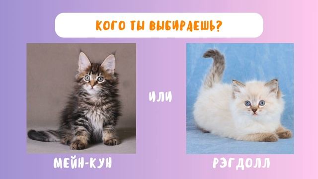 Выбери котенка ? ?⬛ вместе с Quizkids смотреть онлайн